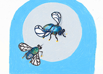Two flies, 27 x 20 cm